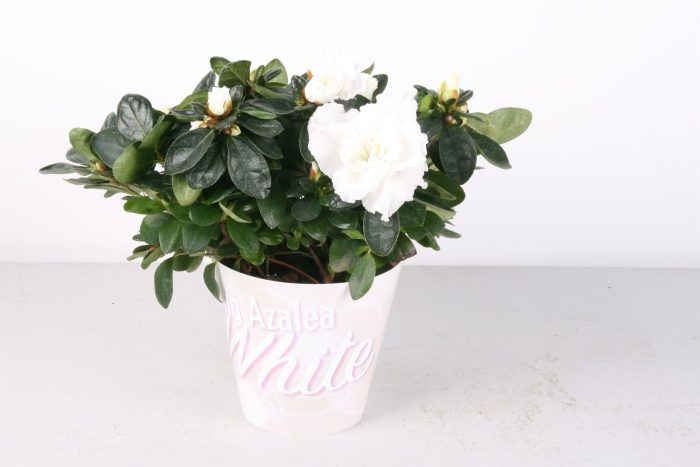 100 : Amazing Azalea White p12 in waterbestendige kartonnen cover jaarrond, D 12