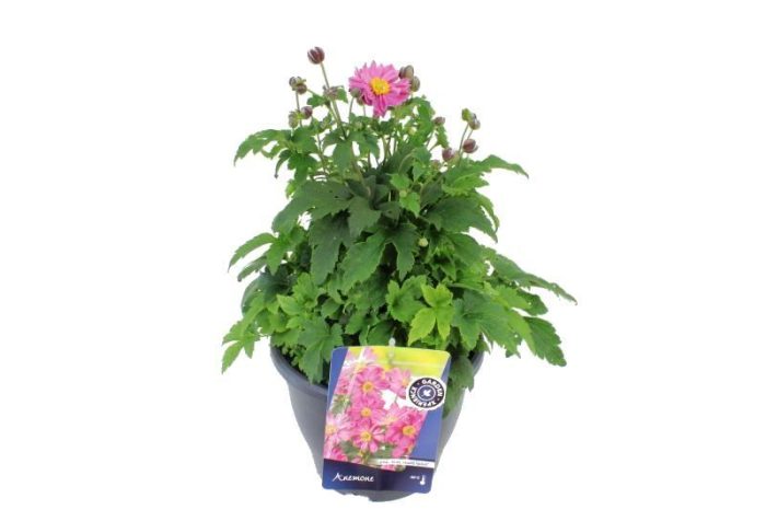 Anemone hup. Pretty Lady Emily, D 23