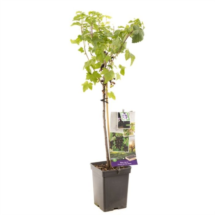Ribes nigrum Zwarte bes op stam Zwarte bes, D 18