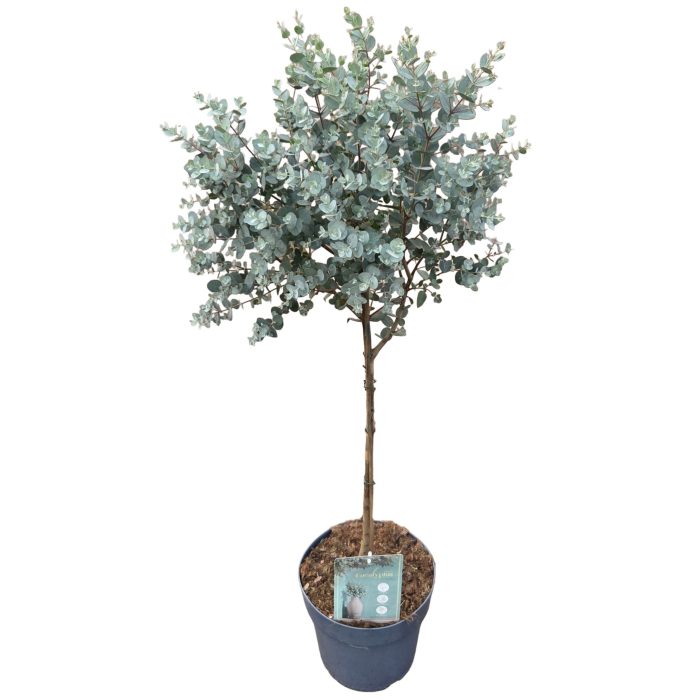 Eucalyptus Gunnii, D 24