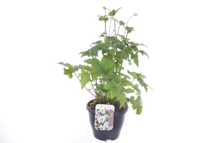 Anemone hup. Summer Breeze Snow, D 23