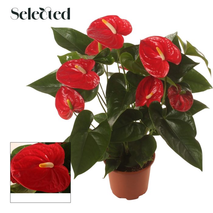 Anth. Famous Red P17 Selected, D 17