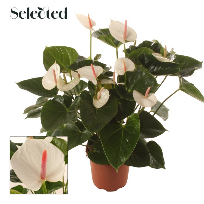 Anth. Success White P17 Selected, D 17