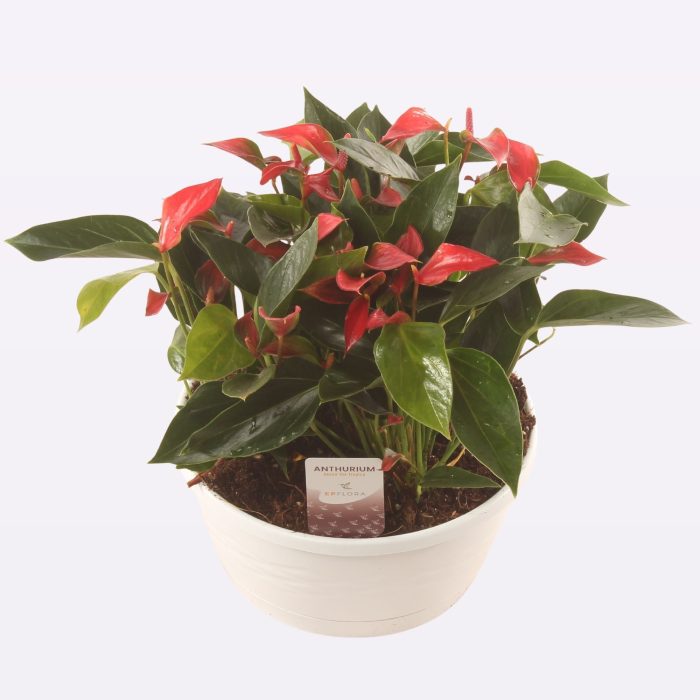 Anth. Trillions Red 23cm Schaal White, D 23