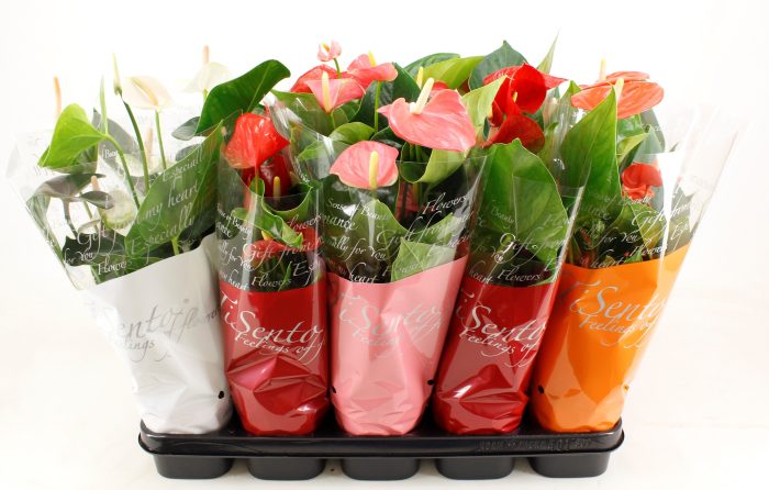 Anthurium 12 cm | Mix | Floristenhoes, D 12