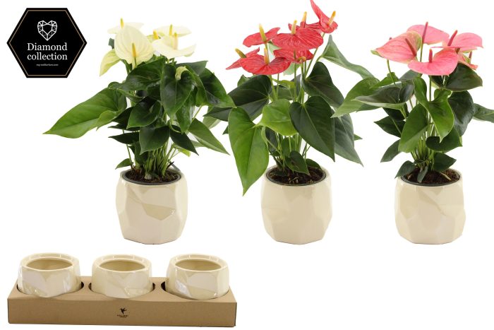 Anthurium 12 cm 3 color mix in Diamond Pearl 2 ceramics, D 12