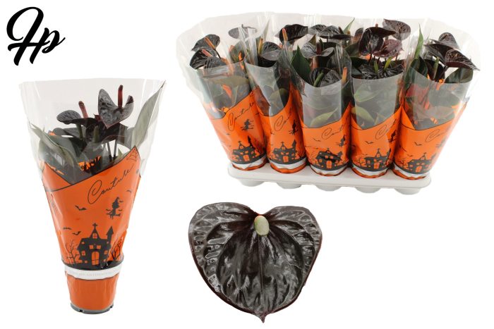 Anthurium 12 cm Black Love in Couture Halloween sleeve, D 12