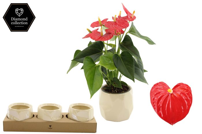 Anthurium 12 cm Esudo in Diamond Pearl 2 ceramics, D 12