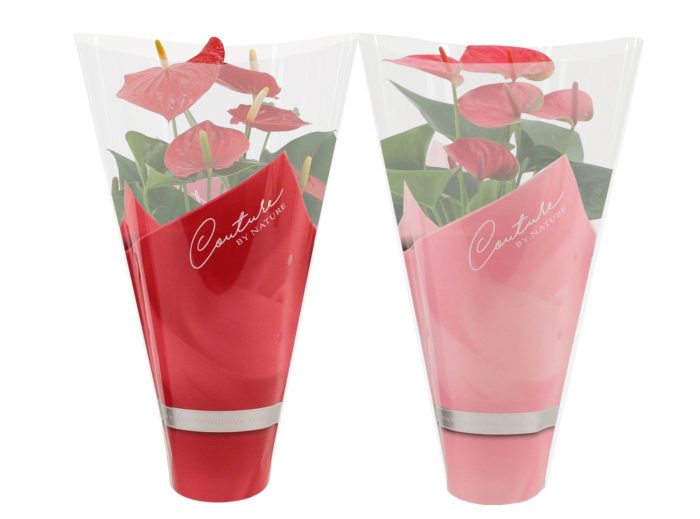 Anthurium 12 cm Red & Pink mix in Couture sleeve, D 12