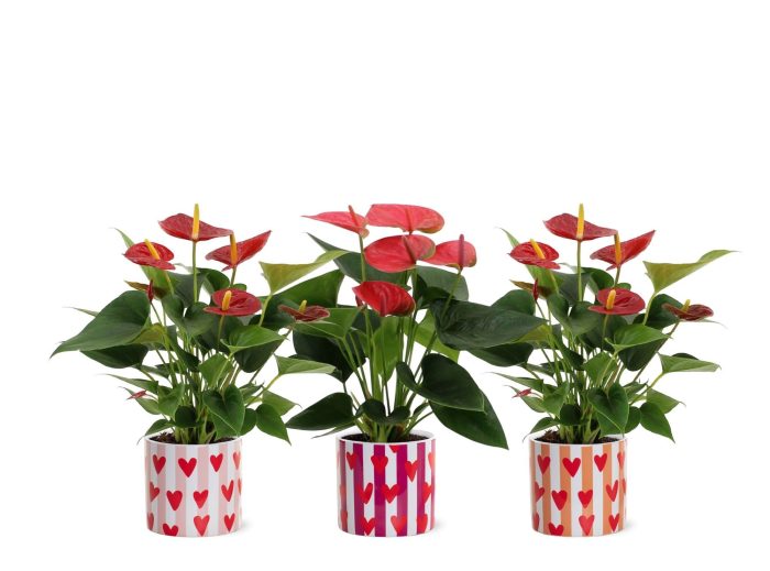 Anthurium 12 cm Red & Pink mix in Noura ceramics, D 12