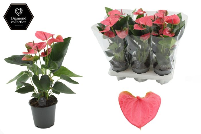 Anthurium 12 cm Sweet Dream in transparant sleeve, D 12