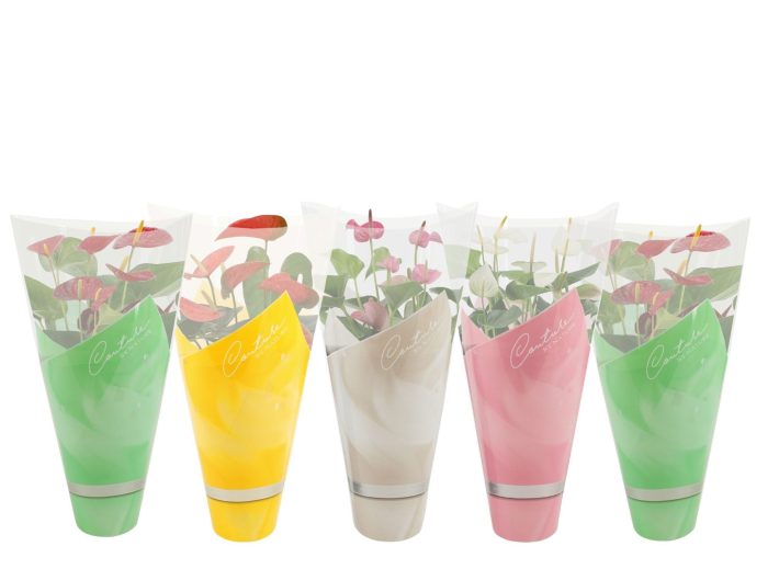 Anthurium 14 cm 4 color mix in Couture spring sleeve, D 14