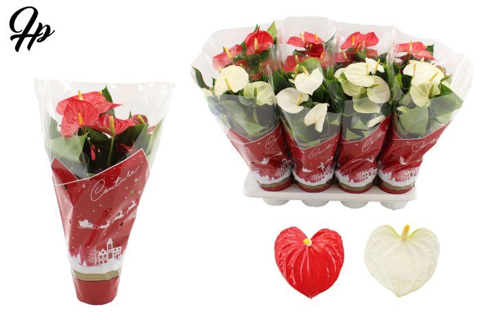 Anthurium 14 cm Red & White mix in Couture Christmas sleeve, D 14