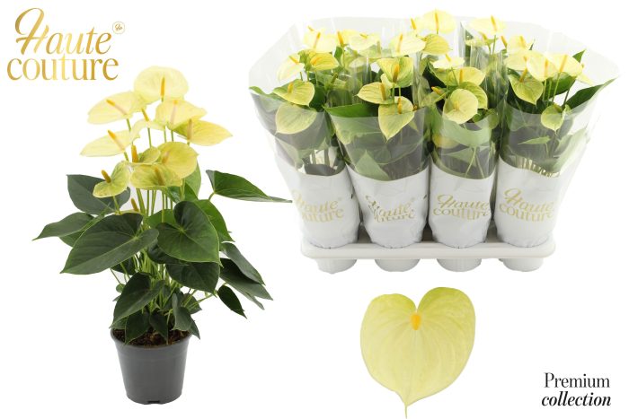 Anthurium 14 cm Vanilla in Haute Couture sleeve, D 14