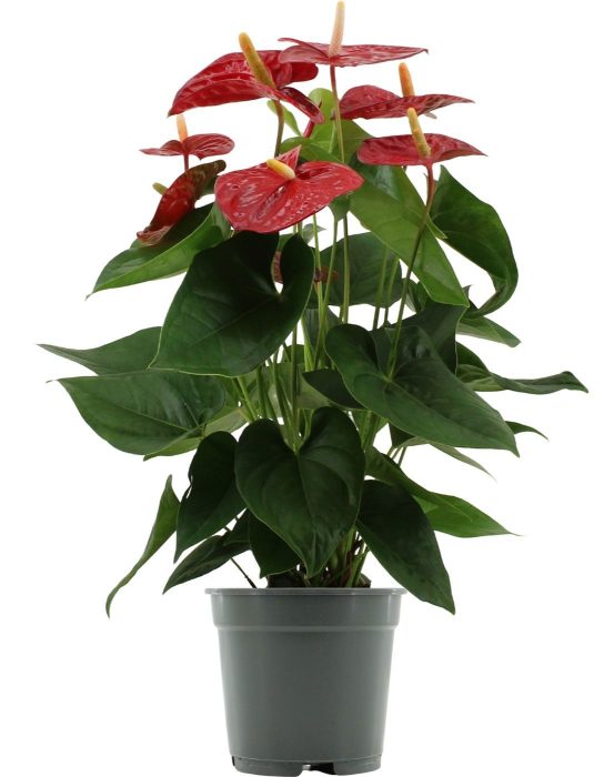 Anthurium 17 cm overig, D 17