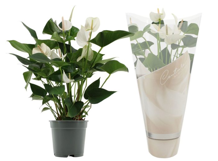 Anthurium 17 cm White Winner in Couture sleeve, D 17