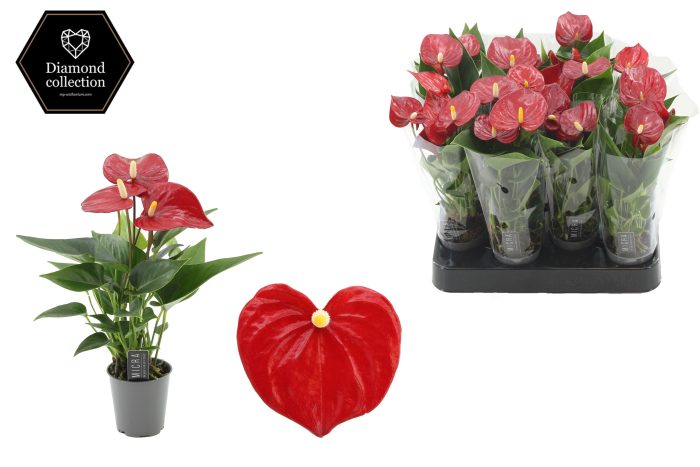 Anthurium 6 cm Micra in transparant sleeve, D 6