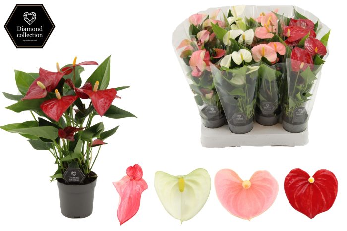 Anthurium 7 cm 4 color mix in transparant sleeve, D 7