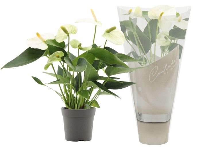 Anthurium 7 cm Everest in Couture sleeve, D 7
