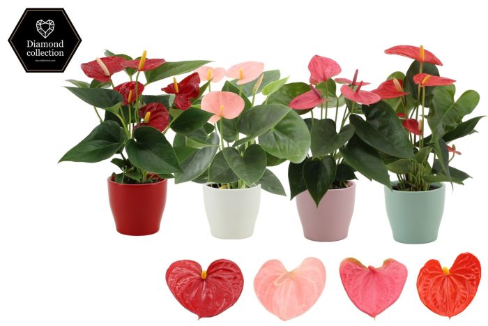 Anthurium 9 cm 4 color mix in Alicante ceramics, D 9