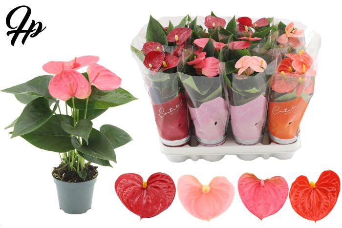 Anthurium 9 cm 4 color mix in Couture sleeve, D 9