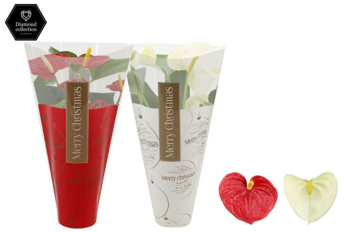 Anthurium 9 cm Red & White mix in Ruby sleeve, D 9
