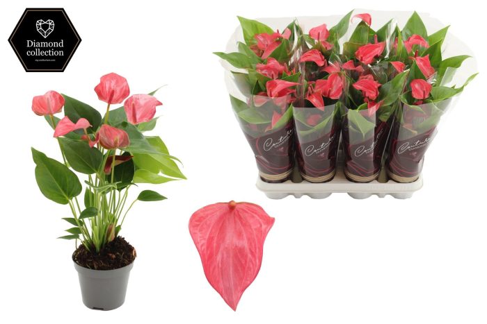 Anthurium 9 cm Romantico in Couture Diamond Line Purple sleeve, D 9