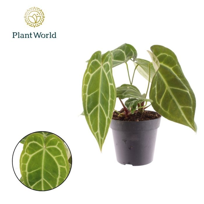 Anthurium Chrystalinnum, D 12