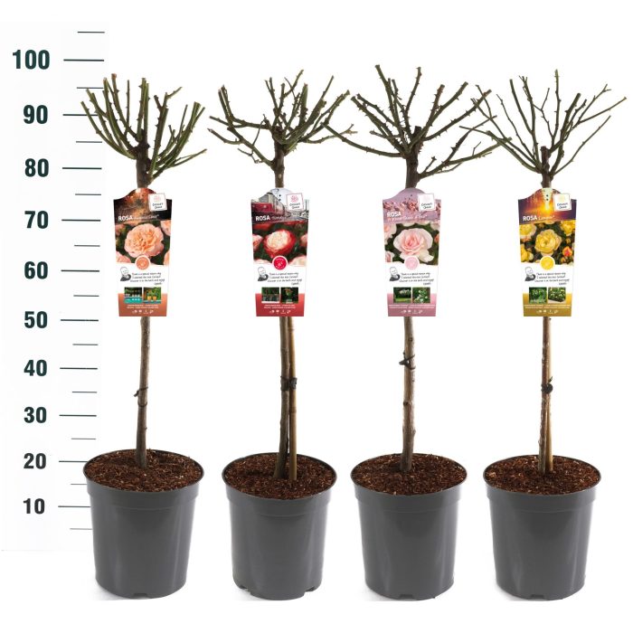 Rosa 'Mix' - 60 Stam - Exclusive Collection, D 24