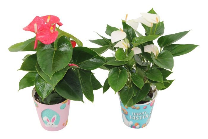 Anthurium Flamingomix 12cm in kartonnen paascover/pasen, D 12