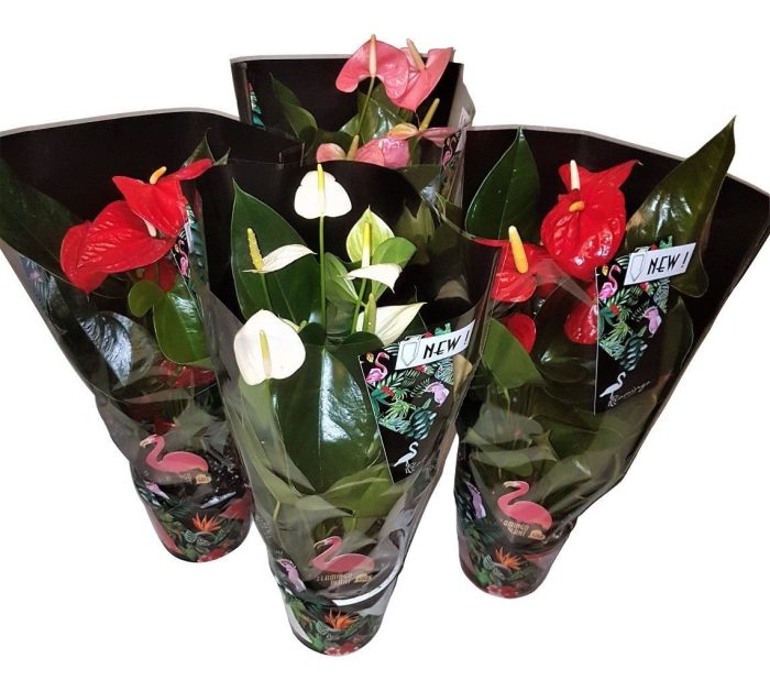 Anthurium Jungle mix 14cm, D 14