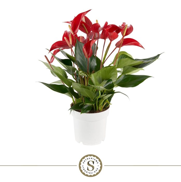 Anthurium Mille Fleurs Roja 14cm, D 14