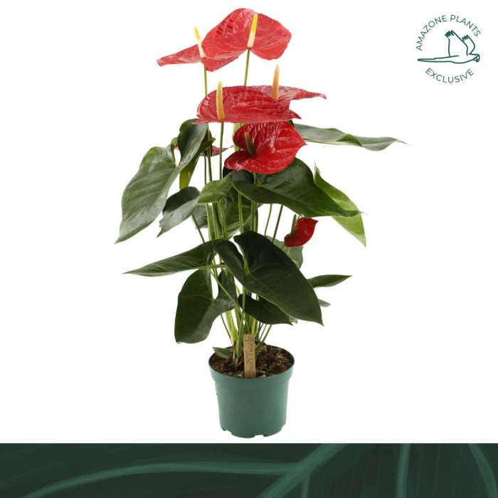 Anthurium Oregon 17cm, D 17