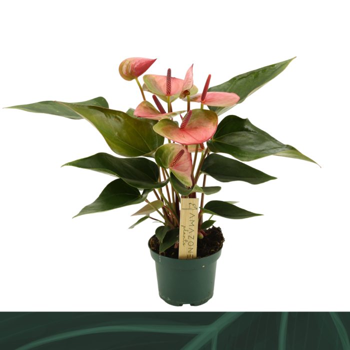 Anthurium Sunset 9cm, D 9