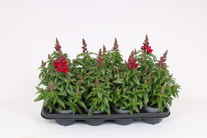 Antirrhinum Majus Red, D 12