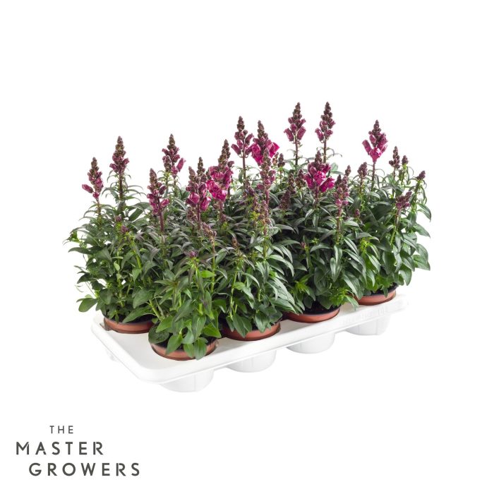 Antirrhinum majus rood, D 12