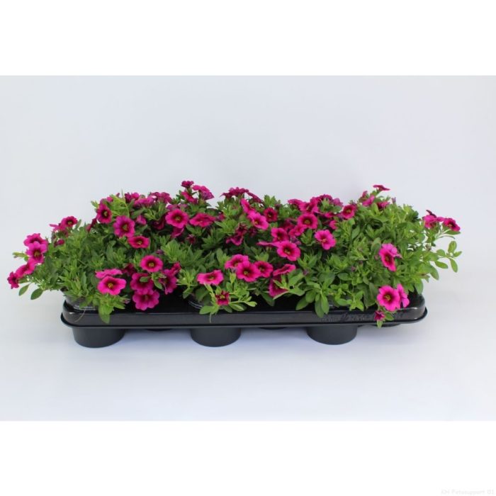 CaliBrachoa Minifamous Hot Pink, D 10,5