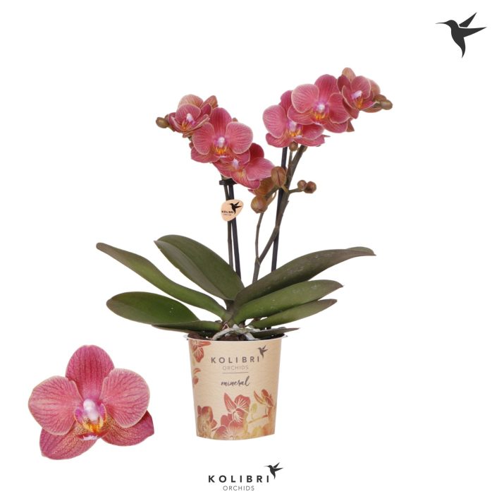Kolibri Orchids Phalaenopsis Rousillion 2 spike, D 9