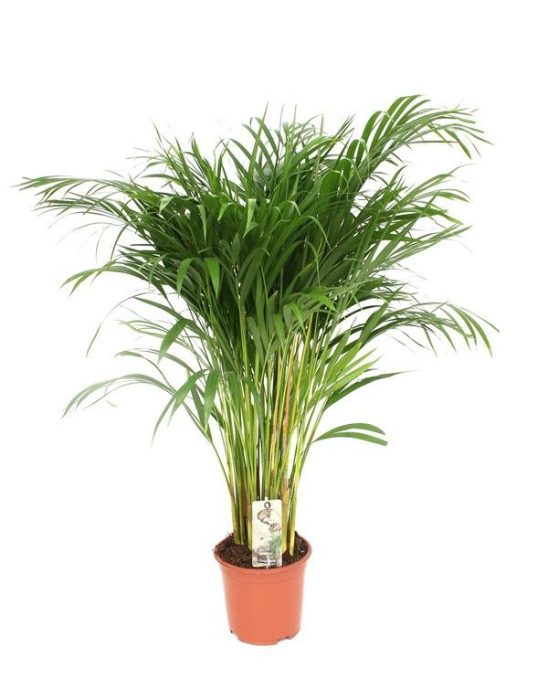 Areca P19, D 19