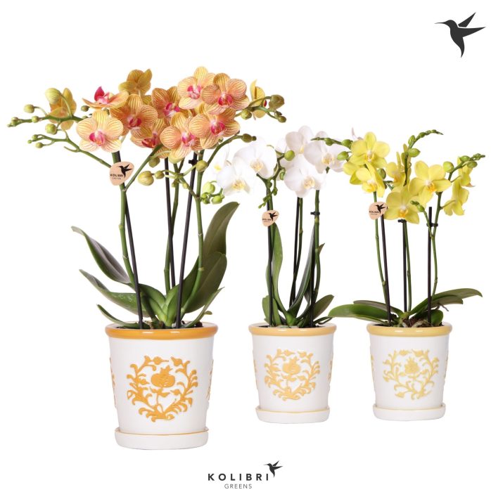 Kolibri Orchids Phalaenopsis mix 3 spike in Malaga pot yellow, D 9