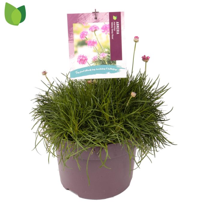 Armeria maritima 'Abbey Deep Rose' C5/P23, D 23