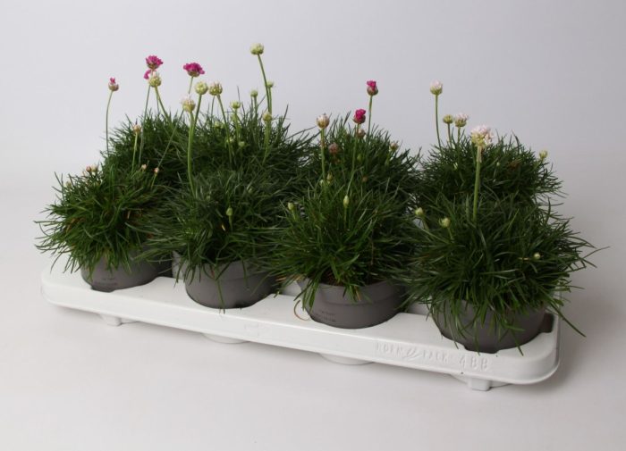 Armeria maritima mix, D 12