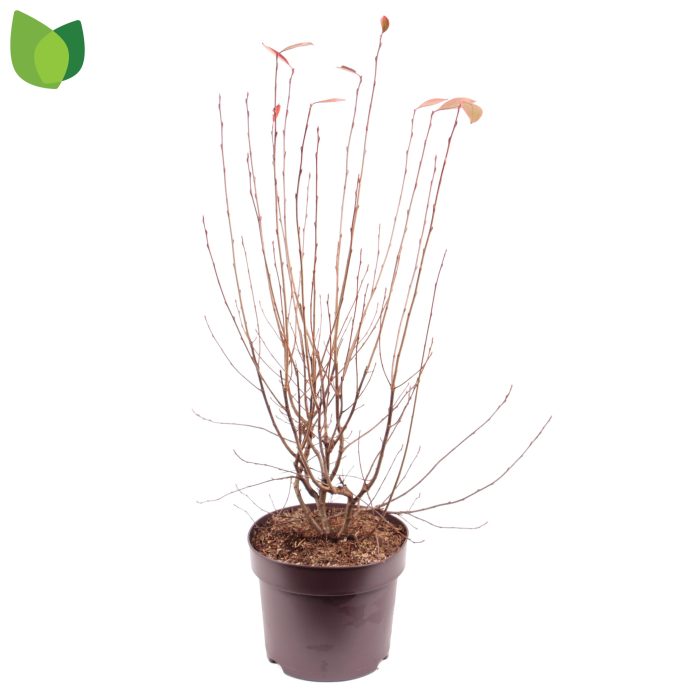 Aronia melanocarpa 'Hugin' C7,5/P26, D 26