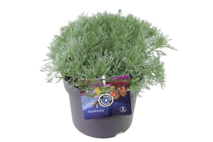 Artemisia schmidtiana, D 17