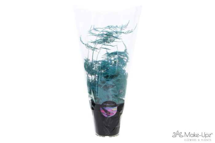 Asp Make-Upz Aqua, D 12