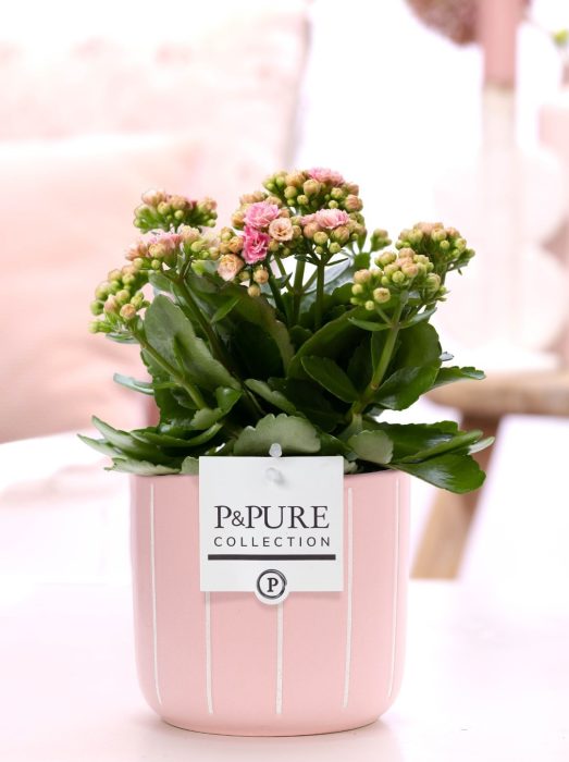 Kalanchoe pink in P&PURE Fleur ceramics pink, D 12