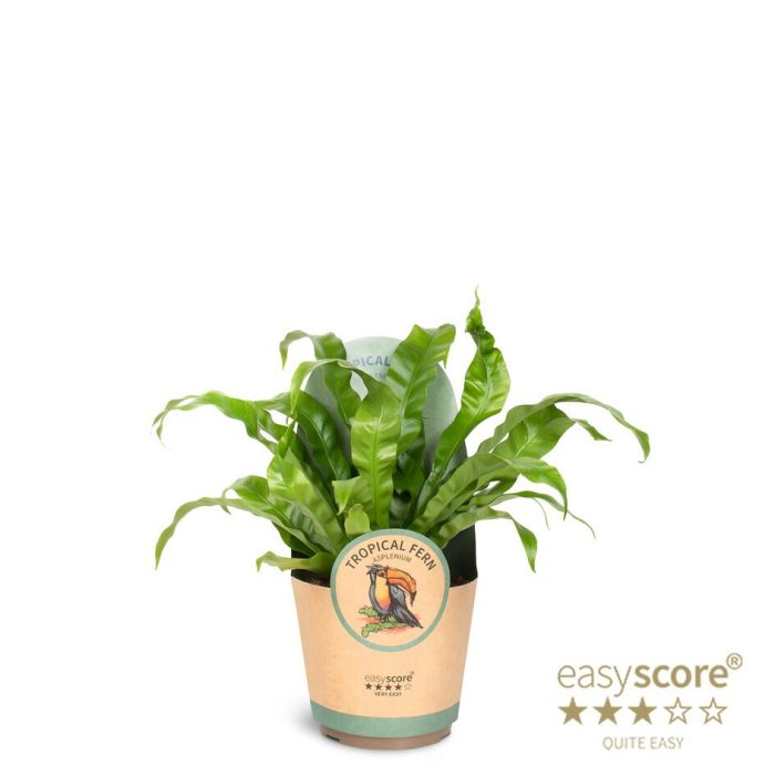 ASPLENIUM NIDUS 'Antiquum', D 17