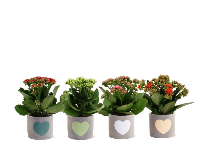 Kalanchoë 4 color mix in Jolijn 3 ceramics, D 12