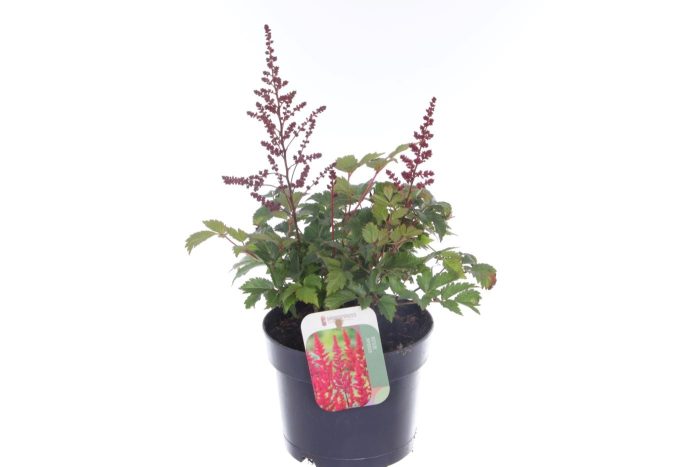 Astilbe japonica Montgomery, D 17