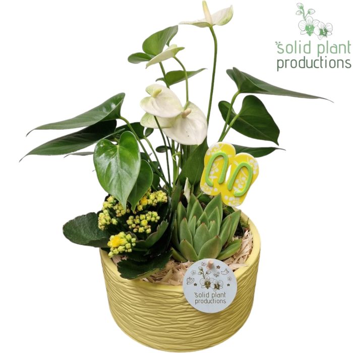 AT003 Loes Yellow Anthurium, D 22